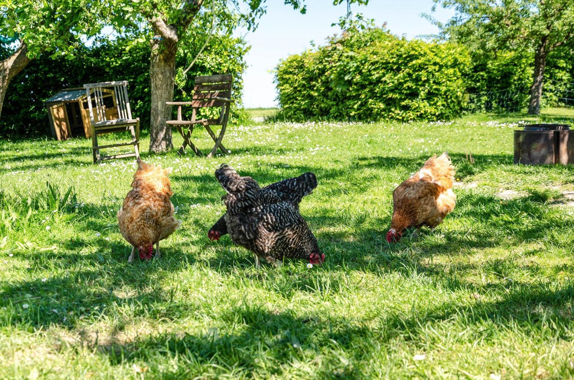 Ferienwohnung Landleben Hofgeismar Kültér fotó