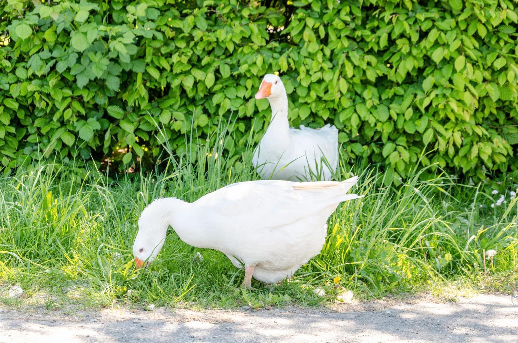Ferienwohnung Landleben Hofgeismar Kültér fotó